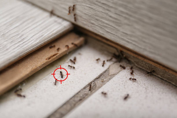Best Affordable Pest Control Services  in Park Ridge, IL