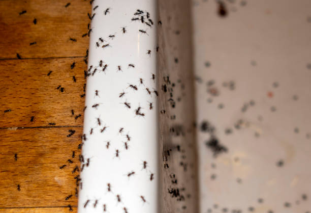 Wildlife Control Services in Park Ridge, IL