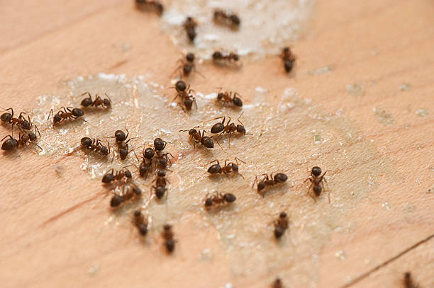 Best Termite Control Services  in Park Ridge, IL