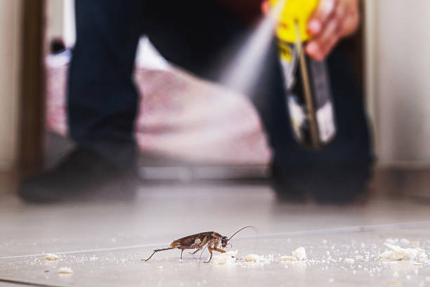 Best Affordable Pest Control Services  in Park Ridge, IL